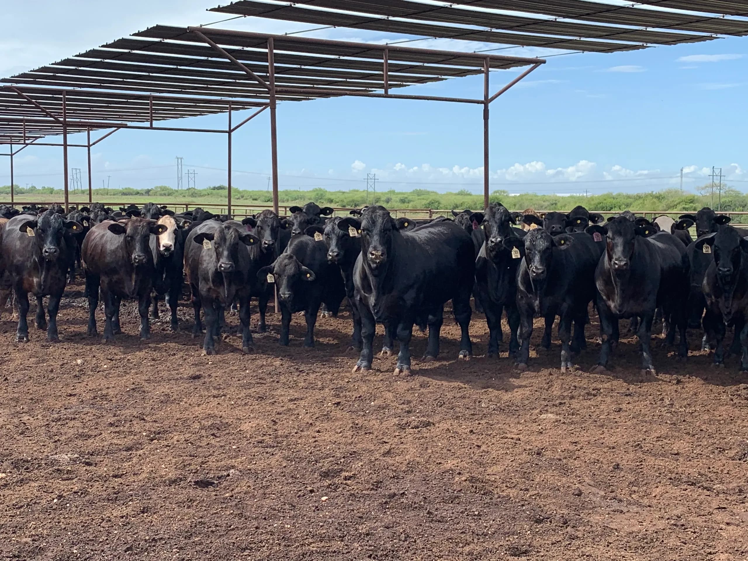 Yanta Ranch premium Texas cattle